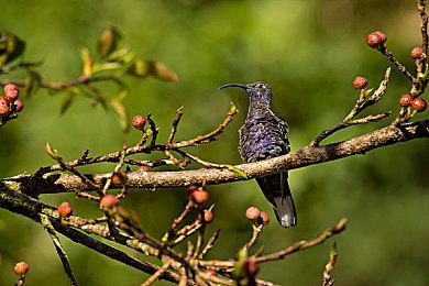 Epic喜加一：《海之呼唤》免费领取